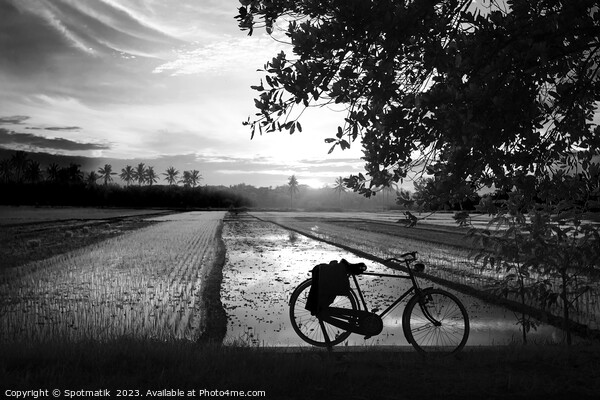 Sunset Java Indonesian bicycle rice paddy fields Asia Picture Board by Spotmatik 