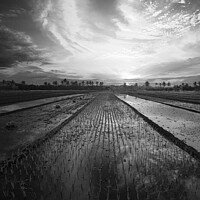 Buy canvas prints of Sunset Java Indonesian farmer growing rice crops Asia by Spotmatik 