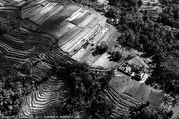Aerial Bali Indonesia Ubud plantation rice terraces Asia Picture Board by Spotmatik 