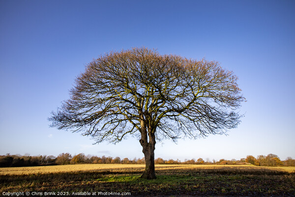 Leafless tree in Cheshire countryside Picture Board by Chris Brink