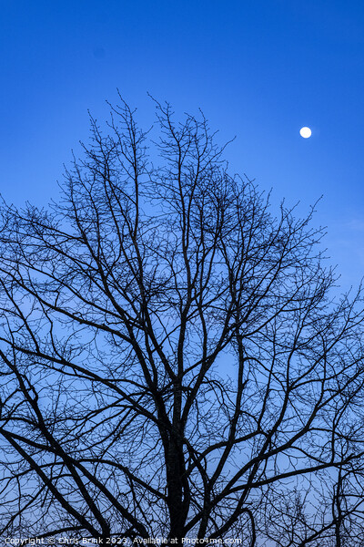Bare tree at dusk with full moon Picture Board by Chris Brink