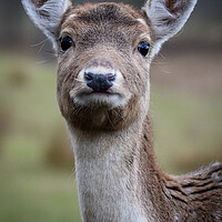 Buy canvas prints of A close up of a deer looking at the camera by Gosia Niemczura