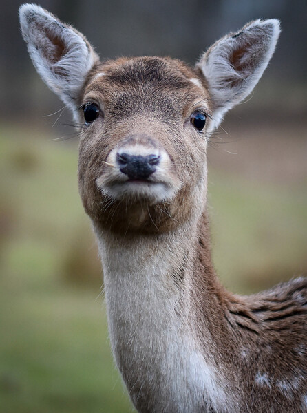 A close up of a deer looking at the camera Picture Board by Gosia Niemczura