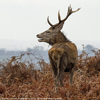 Buy canvas prints of Rutting Stag's Commanding Presence by Stephen Thomas Photography 