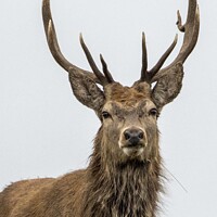 Buy canvas prints of Red Stag's Dominance During Rut by Stephen Thomas Photography 
