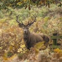 Buy canvas prints of Rutting Season's Red Deer Stag by Stephen Thomas Photography 