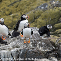 Buy canvas prints of Puffin Parade on Farne Isles by Stephen Thomas Photography 