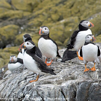 Buy canvas prints of Farne Isles' Puffin Symphony by Stephen Thomas Photography 