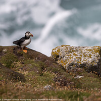 Buy canvas prints of Enchanting Puffin on Lundy Island by Stephen Thomas Photography 