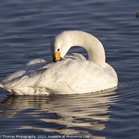 Buy canvas prints of Preening Bewick Swan by Stephen Thomas Photography 
