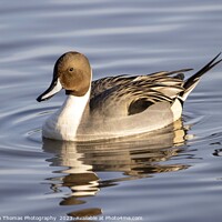 Buy canvas prints of Pintail Drake Duck Making Ripples by Stephen Thomas Photography 