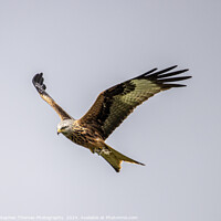 Buy canvas prints of Majestic Gliding Red Kite by Stephen Thomas Photography 