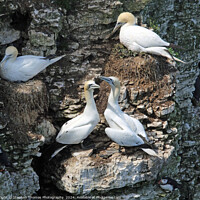 Buy canvas prints of Nesting Gannets at Bempton Cliffs by Stephen Thomas Photography 