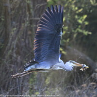 Buy canvas prints of Grey Heron with a Perch flying off to feed by Stephen Thomas Photography 