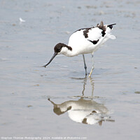Buy canvas prints of Avocet feeding in the mud by Stephen Thomas Photography 