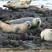 Buy canvas prints of Common Seals Hauled Out On Rocks by Stephen Thomas Photography 