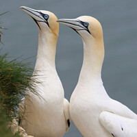 Buy canvas prints of Pair of Gannets at Bempton Cliffs by Stephen Thomas Photography 