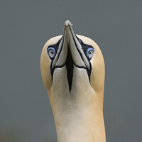Buy canvas prints of Gannet Head Shot by Stephen Thomas Photography 