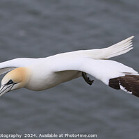 Buy canvas prints of Gannet in flight at Bempton Cliffs by Stephen Thomas Photography 
