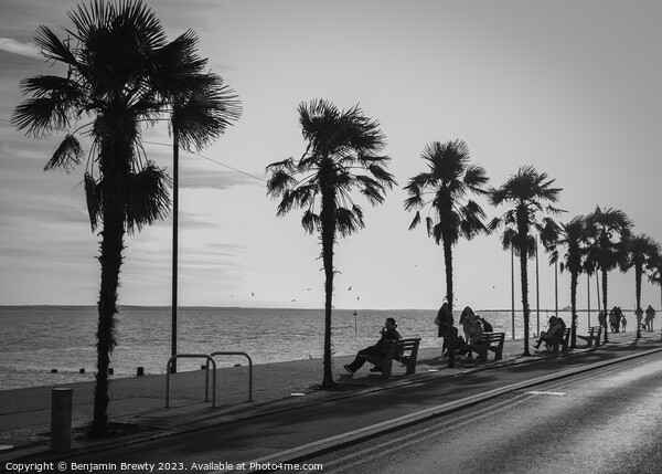Southend-On-Sea Palm Tree's Picture Board by Benjamin Brewty