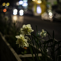 Buy canvas prints of Mill Hill Broadway Flowers by Benjamin Brewty