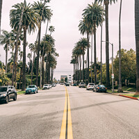 Buy canvas prints of Beverly Hill Palm Trees by Benjamin Brewty