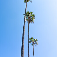 Buy canvas prints of Palm Trees by Benjamin Brewty