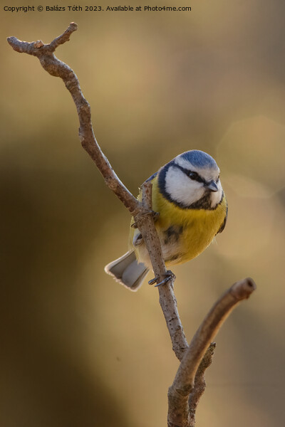 Blue tit sitting on a tree Picture Board by Balázs Tóth
