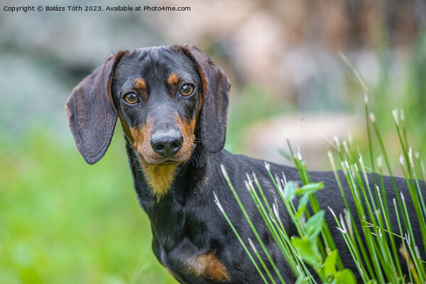  Dachshund looking to the camera Picture Board by Balázs Tóth