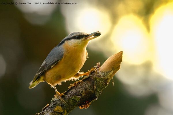 A nuthatch perched on a tree branch Picture Board by Balázs Tóth