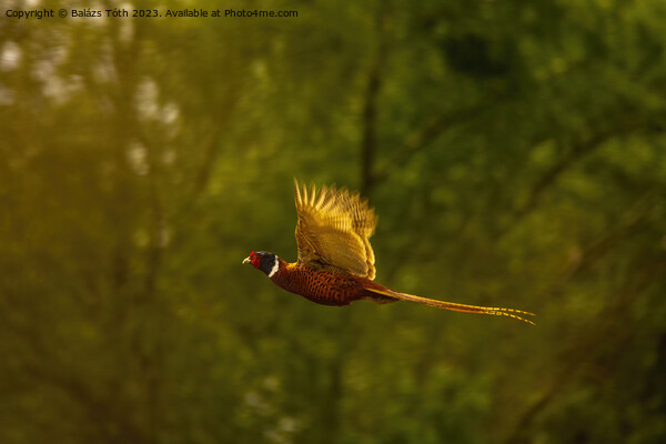 Flying pheasant in the sunlight Picture Board by Balázs Tóth