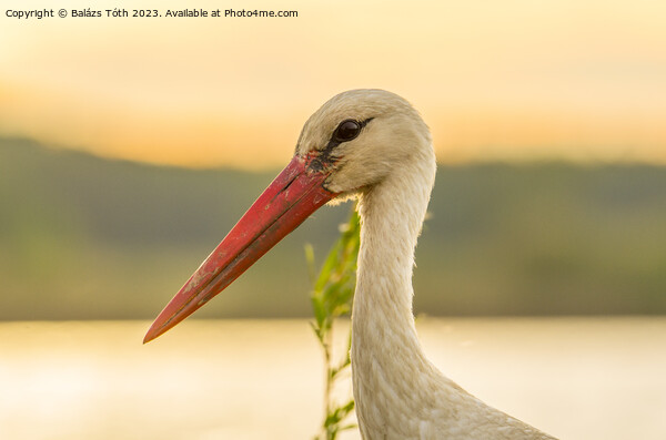 white stork portrait Picture Board by Balázs Tóth