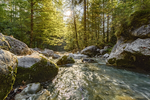 Little river between rocks in the forest Picture Board by Balázs Tóth