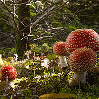 Buy canvas prints of Mushrooms in the forest by Balázs Tóth
