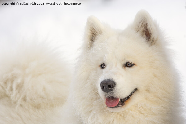 Smiling samoyed Picture Board by Balázs Tóth
