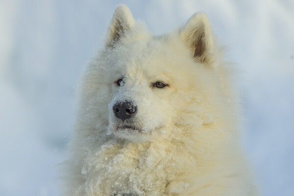 samoyed portrait in the snow Picture Board by Balázs Tóth