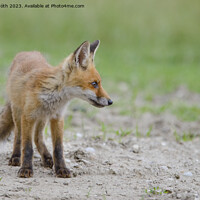 Buy canvas prints of A fox standing in the grass by Balázs Tóth