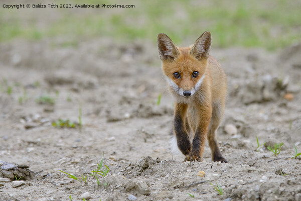 A fox walking in the sand Picture Board by Balázs Tóth