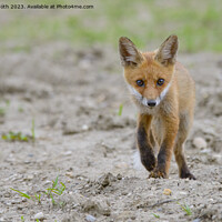 Buy canvas prints of A fox walking in the sand by Balázs Tóth