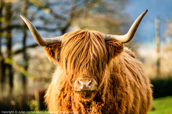 Highland Cow in the Lake District Picture Board by Julian Carnell