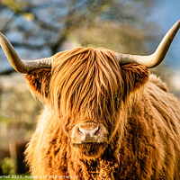 Buy canvas prints of Highland Cow in the Lake District by Julian Carnell