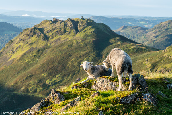 Herdwick sheep facing Helm Crag Grasmere Picture Board by Julian Carnell