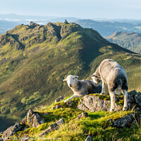 Buy canvas prints of Herdwick sheep facing Helm Crag Grasmere by Julian Carnell
