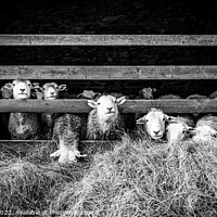 Buy canvas prints of Herdwick sheep in barn by Julian Carnell