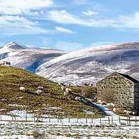 Buy canvas prints of Outdoor mountain Lake District Fells with sheep and Skiddaw in the background by Julian Carnell
