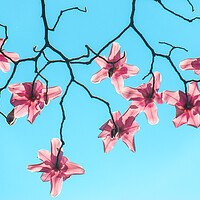 Buy canvas prints of Magnolia by William Starkey