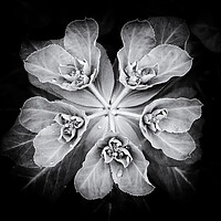 Buy canvas prints of The Sun Spurge by William Starkey