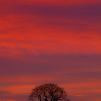 Buy canvas prints of The Solitary Tree by Set Up, Shoots and Leaves