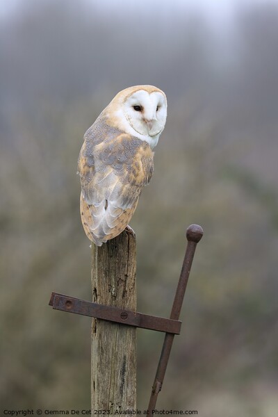 Barn Owl on a post Picture Board by Gemma De Cet