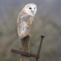 Buy canvas prints of Barn Owl on a post by Gemma De Cet